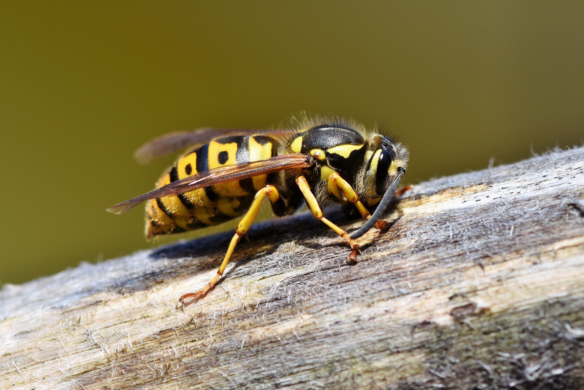 Generel sjældenhed Såkaldte Se forskel på bi, hveps og humlebi