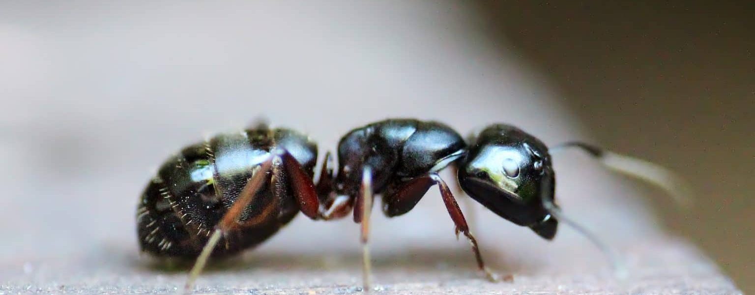 problemer-med-myrer