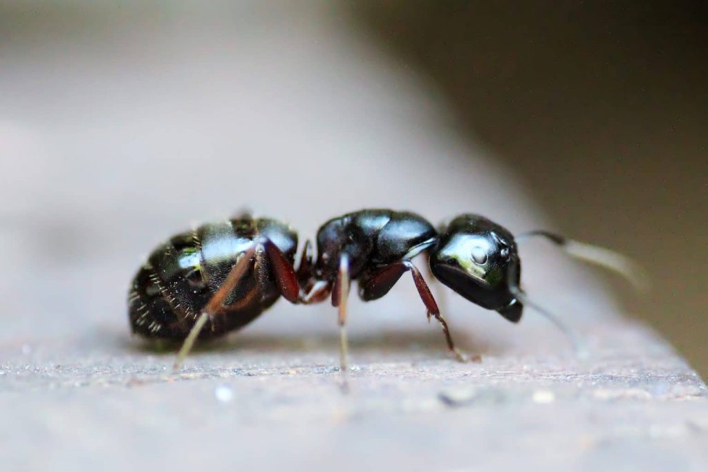 Problemer-med-myrer